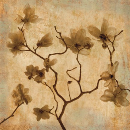 Framed Magnolias I Print