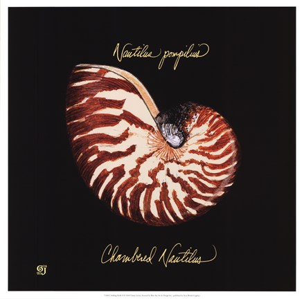 Framed Striking Shells II Print