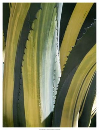 Framed Variegated Agave I Print