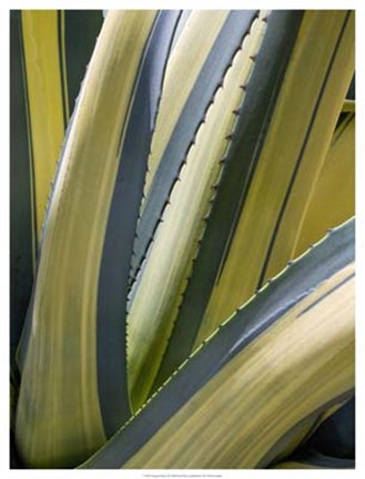 Framed Variegated Agave II Print