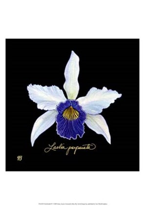 Framed Vivid Orchid IV Print