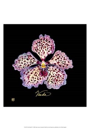 Framed Vivid Orchid V Print