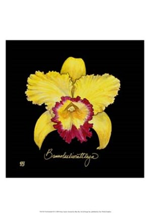 Framed Vivid Orchid VII Print