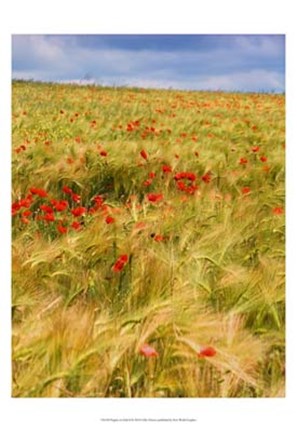 Framed Poppies in Field II Print