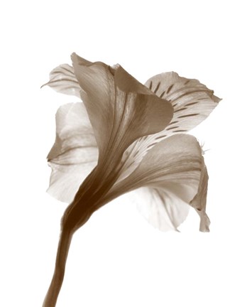 Framed Inflorescence I Print