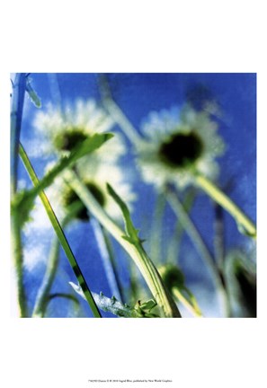 Framed Daisies II Print