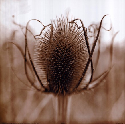 Framed Thistle Print