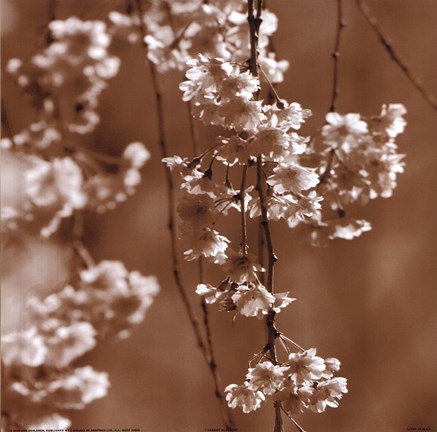 Framed Cherry Blossom Print