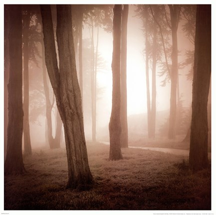 Framed Woods Study II Print