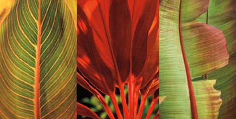 Framed Tropical Treasure I Print