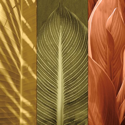 Framed Tropical Trio II Print