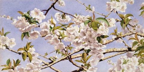 Framed Apple Blossoms Print