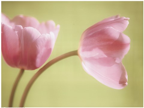 Framed Tulips on Pale Green Print