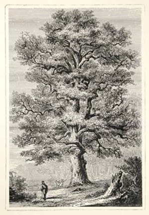 Framed Terry&#39;s Trees II Print