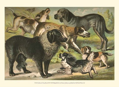 Framed Johnson&#39;s Dog Breeds III Print