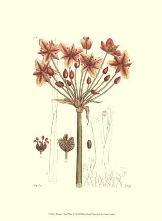 Framed Antique Floral Plate IV Print