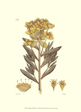 Framed Antique Floral Plate V Print