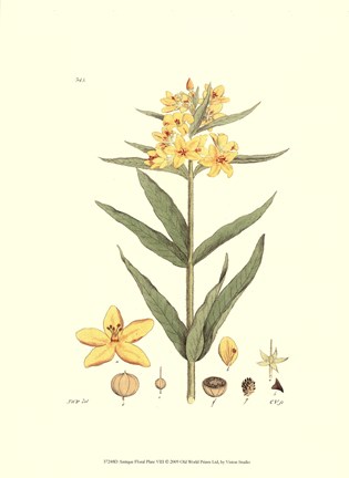 Framed Antique Floral Plate VIII Print