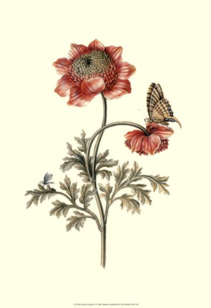 Framed Flora &amp; Fauna IV Print