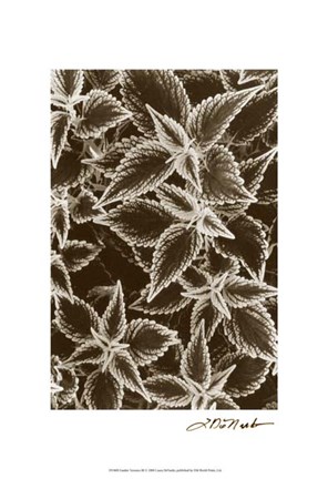 Framed Garden Textures III Print