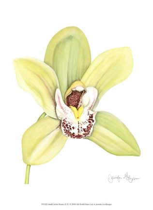 Framed Small Orchid Beauty II (U) Print