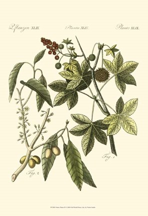 Framed Native Plants II Print