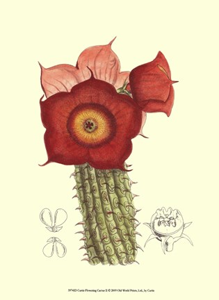 Framed Flowering Cactus II Print