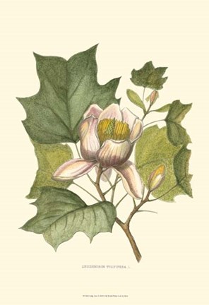 Framed Tulip Tree Print