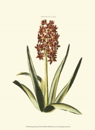 Framed Antique Hyacinth XVI Print