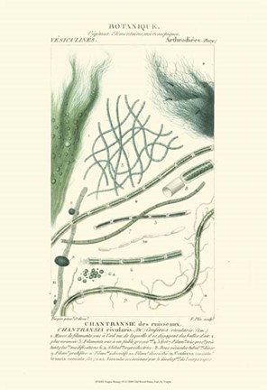 Framed Botany III Print