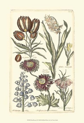 Framed Floral Bounty II Print