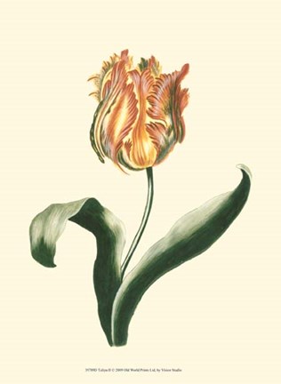 Framed Tulipa II Print