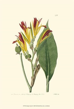 Framed Antique Canna I Print