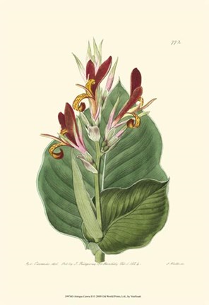 Framed Antique Canna II Print