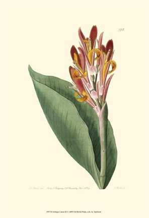 Framed Antique Canna III Print