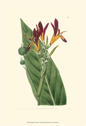 Framed Antique Canna IV Print