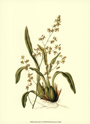 Framed Orchid Array IV Print