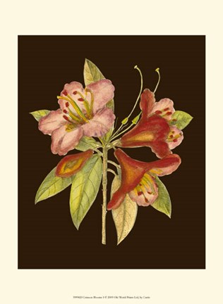 Framed Crimson Blooms I Print