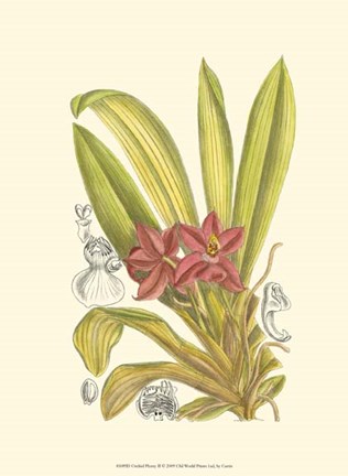 Framed Orchid Plenty II Print