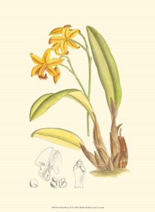 Framed Orchid Plenty IV Print