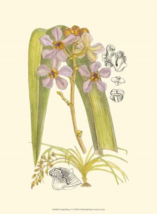 Framed Orchid Plenty V Print