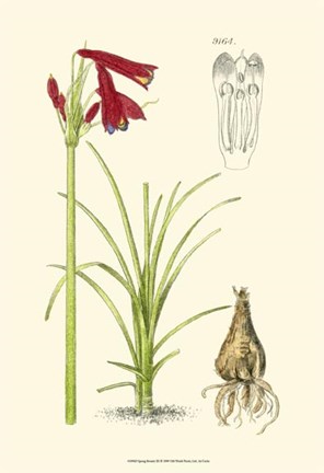 Framed Spring Bounty III Print