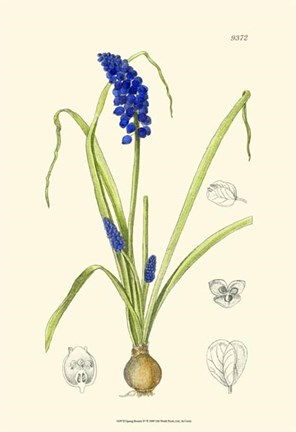 Framed Spring Bounty IV Print