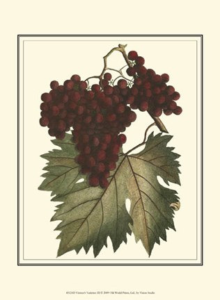 Framed Vintner&#39;s Varieties III Print