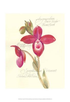 Framed Elissa&#39;s Garden II Print