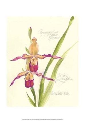 Framed Elissa&#39;s Garden VII Print