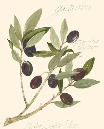 Framed Gaeta Olives Print