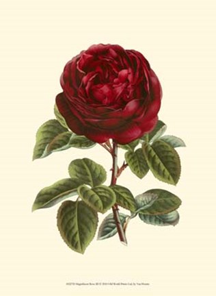 Framed Magnificent Rose III Print