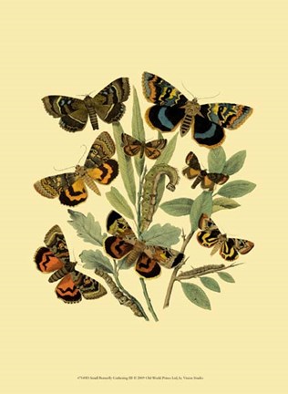 Framed Small Butterfly Gathering III Print