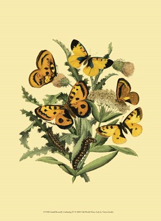 Framed Small Butterfly Gathering IV Print